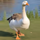 goose