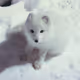 Polar fox