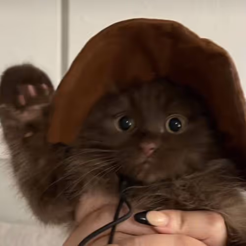 baby kittens