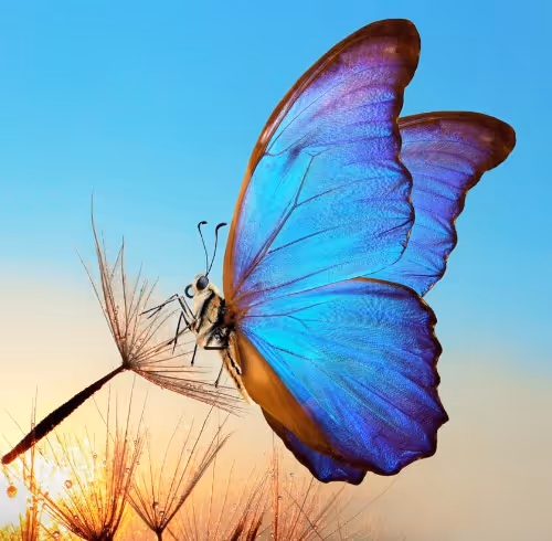 butterflies