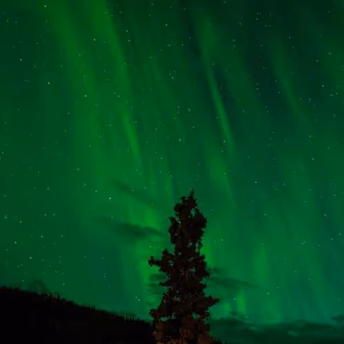 Vegetarian Merchandise