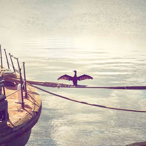 Webmasters Peterson Completely