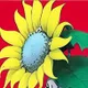 flowercoins