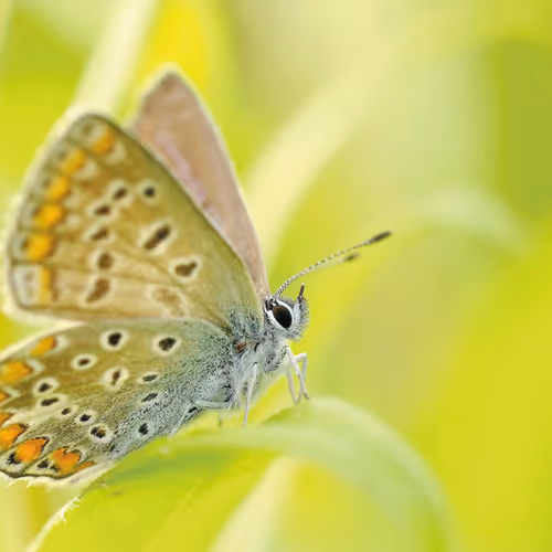 butterfl
