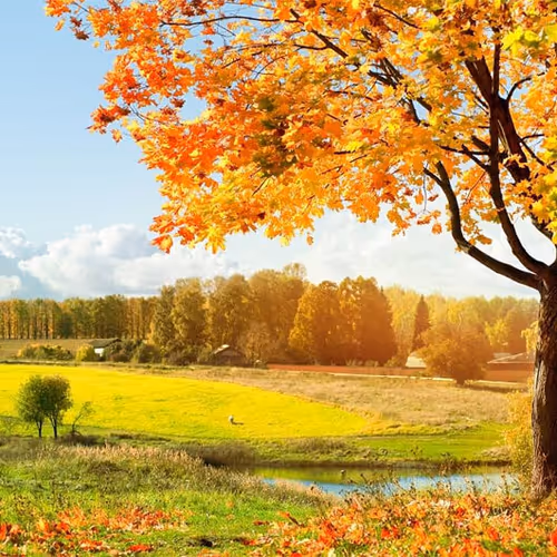 autumn