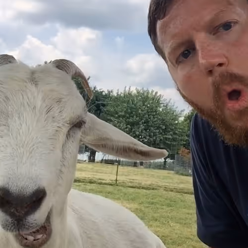 goat