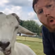 goat