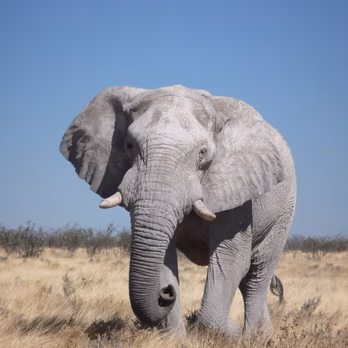elephant