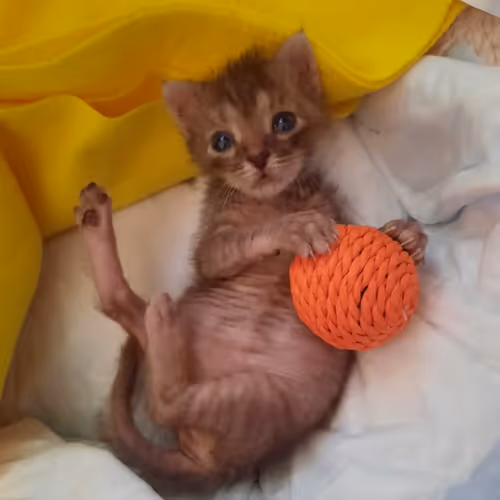 Zorb Kitty