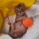 Zorb Kitty