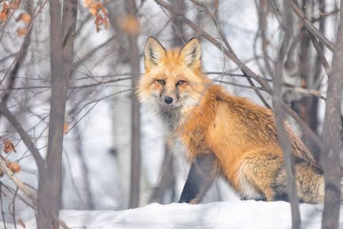 foxy