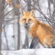 foxy