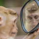 Monkeys
