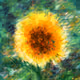 Farcaster Sun Flower