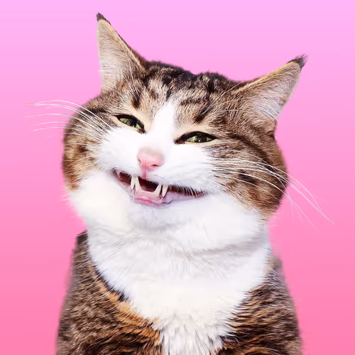 Cute Popular Animals