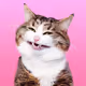 Cute Popular Animals