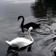 swans