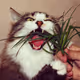 Fluffy Grass Lover
