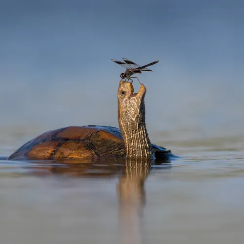 animal life