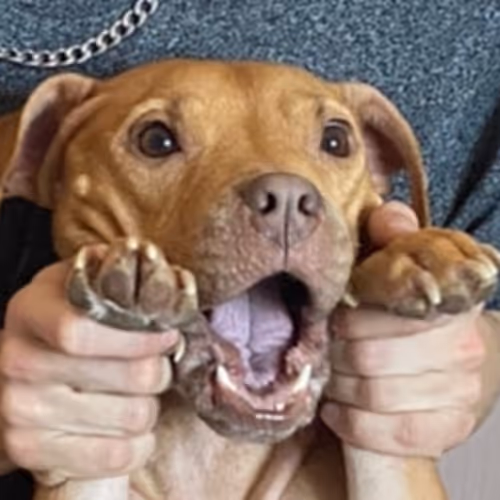 WOOF