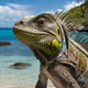 iguana