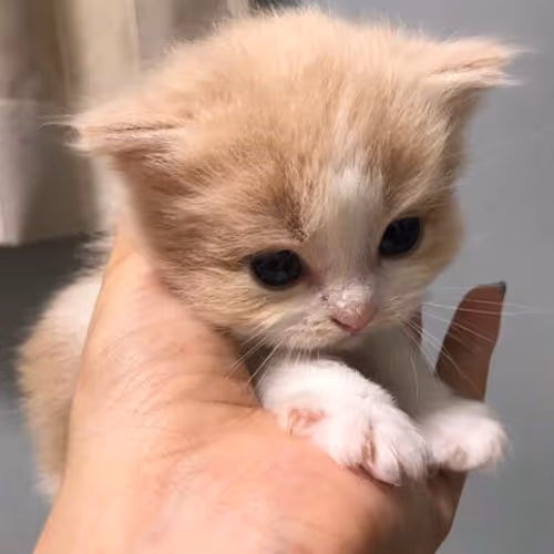 meow