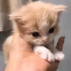 meow