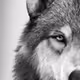 0x728c1b96e05f400cc4bc356c4bdea9379b2535c9