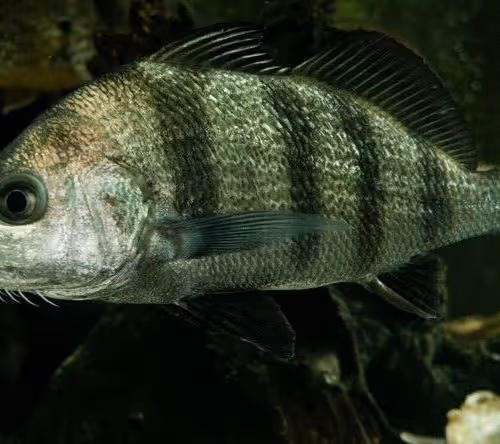 FISH BOMB