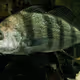 FISH BOMB