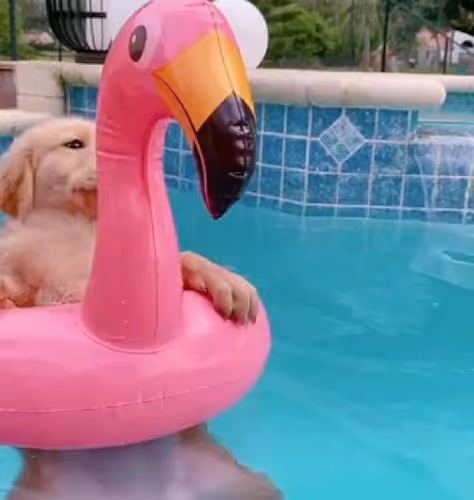 Pool Pooches