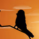Birdmate in the Sunset