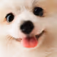 CuteDog