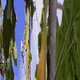 seed Natural