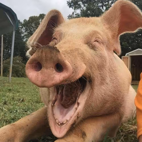 Happiness