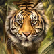 Ancient tiger collection