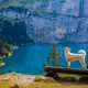 dogs5