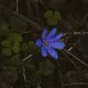 Hepatica nobilis