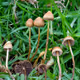 MUSHROOMS