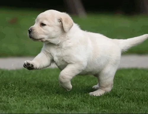 Funny dogs