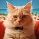 A cat sitting on a chair.