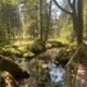 glade