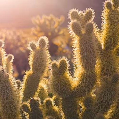 Harris Immune Enrollment