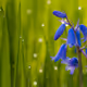 nice bluebell