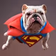 Superbulldog