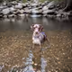 Catahoula Cool-026