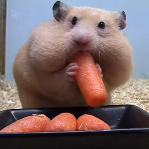 Funny hamster