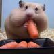 Funny hamster
