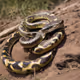Smaller Python