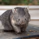 Wombat
